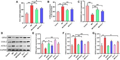 Epigallocatechin gallate alleviates high-fat diet-induced hepatic lipotoxicity by targeting mitochondrial ROS-mediated ferroptosis